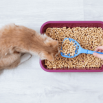 Melhor Areia Sanitária Para Gatos de 2021: Guia de Compra Completo!