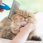 Melhor Escova Para Gatos de 2021: Guia de Compra Completo!