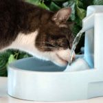 Melhor Bebedouro Automático Para Gatos de 2021: Guia de Compra!