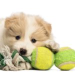 Melhor Brinquedo Para Cães Pequenos de 2023: Guia de Compra!
